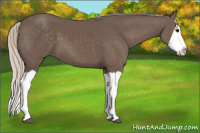 Horse Color:Silver Black Splash 