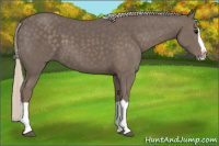 Horse Color:Silver Black Splash 