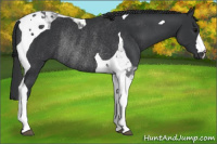 Horse Color:Black Tobiano Rabicano