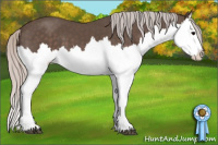 Horse Color:Silver Black Splash 