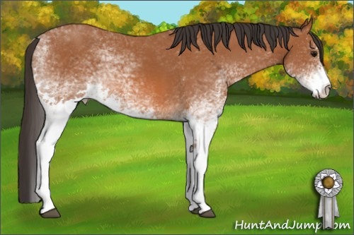Horse Color: White Spotted Bay 