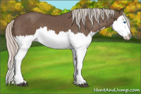 Horse Color:Silver Black Splash
