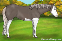 Horse Color:Silver Black Splash