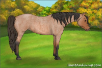 Horse Color:Bay Roan 
