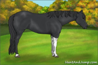 Horse Color:Black Tobiano Rabicano
