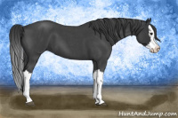 Horse Color:Blue Roan Splash 