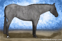 Horse Color:Buckskin Roan 