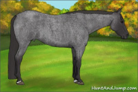 Horse Color:Buckskin Roan 