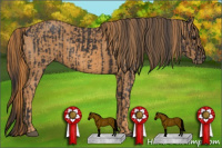 Horse Color:Smoky Black Sabino  Brindle