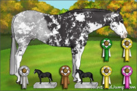 Horse Color:Buckskin Sabino