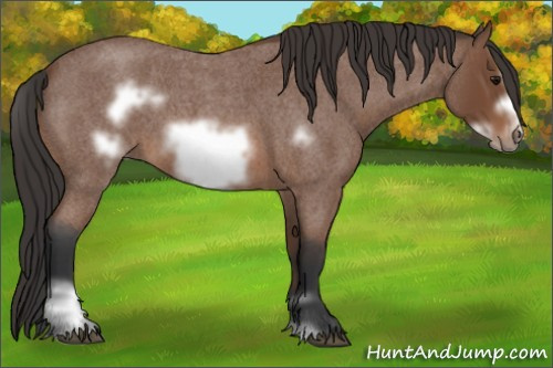 Horse Color: Bay Roan Sabino Frame 