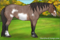 Horse Color:Bay Roan Sabino Frame 