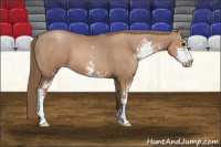 Horse Color:Black Pearl Sabino 