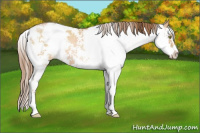 Horse Color:Bay Pearl Dun Sabino