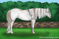 Horse Color:Grullo Pearl Sabino