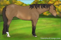 Horse Color:Buckskin 