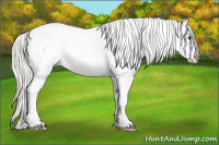 Horse Color:Palomino Splash Appaloosa 