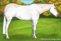Horse Color:Silver Classic Champagne Dun Splash Frame 