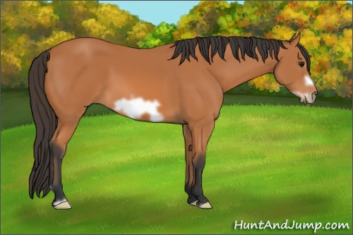Horse Color: Bay Frame 