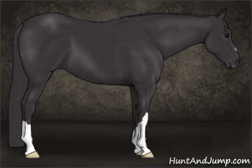 Horse Color: Buckskin 