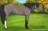 Horse Color:Buckskin Dun
