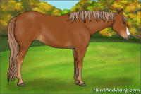 Horse Color:Gray Palomino 