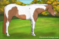Horse Color:Chestnut Tobiano