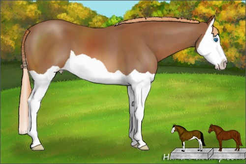 Horse Color: Chestnut Splash 