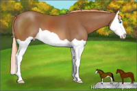 Horse Color:Chestnut Splash