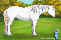 Horse Color:Gold Champagne Appaloosa