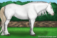 Horse Color:Buckskin Tobiano Appaloosa