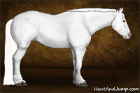 Horse Color:Silver Buckskin Dun Appaloosa 