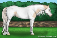 Horse Color:Silver Amber Champagne Dun Splash Tobiano Frame 