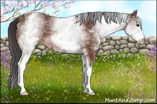 Horse Color: White Spotted Bay 