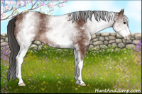 Horse Color:White Spotted Bay 