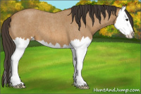Horse Color:Buckskin Roan Splash 