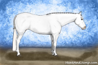 Horse Color:White Spotted Silver Bay Appaloosa 
