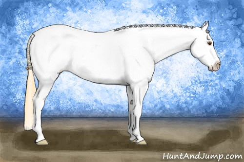 Horse Color: White Spotted Buckskin Dun Blanket 
