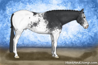 Horse Color:White Spotted Black Appaloosa 