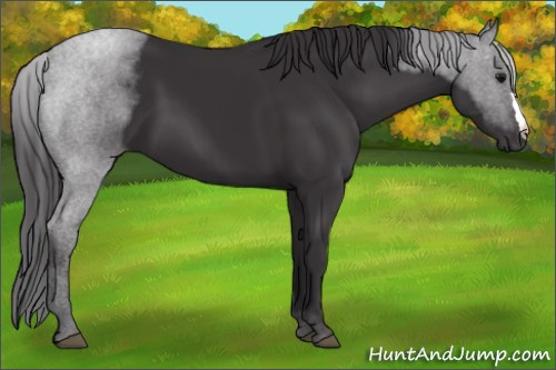 Horse Color: Buckskin 