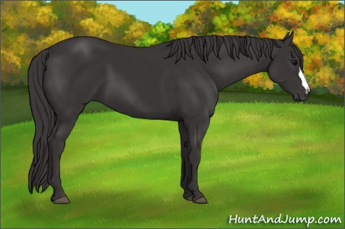Horse Color: Buckskin 