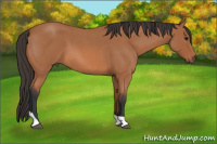 Horse Color:Bay Roan Tobiano Rabicano
