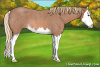 Horse Color:Red Roan Sabino Splash 