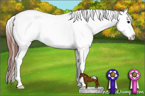 Horse Color:White Spotted Brown Splash Frame Appaloosa 