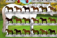 Horse Color:Liver Chestnut Splash Appaloosa Rabicano 