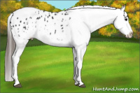 Horse Color:White Spotted Black Tobiano Appaloosa Rabicano 