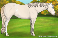 Horse Color:White Spotted Perlino Rabicano 