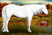Horse Color:White Spotted Silver Smoky Creme Splash Appaloosa Rabicano