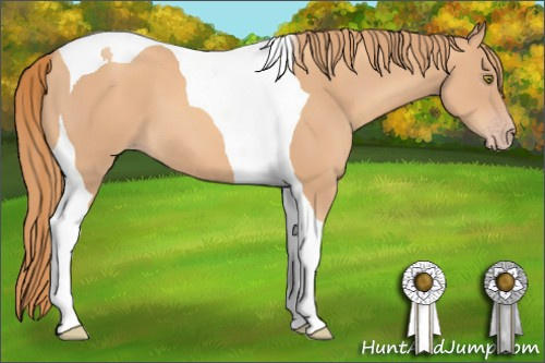 Horse Color: Gold Champagne Tobiano 