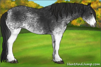 Horse Color:Gray White Spotted Black